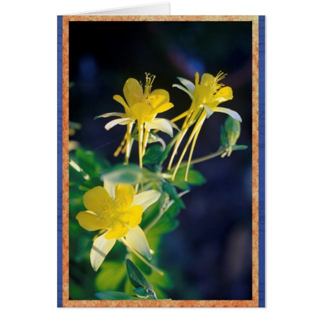 Columbine amarillo (Frente)