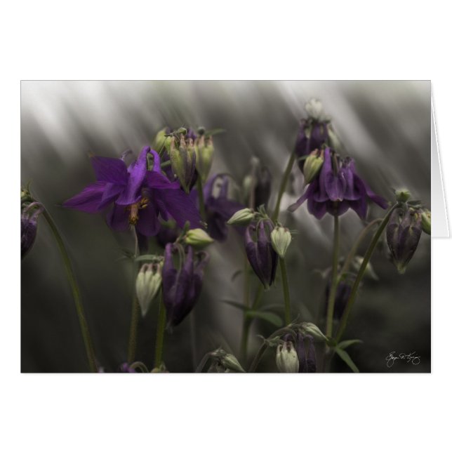 Columbine Mindscape (Anverso (Horizontal))