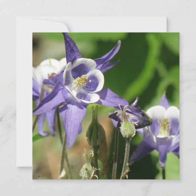Columbine planta la invitación (Anverso)