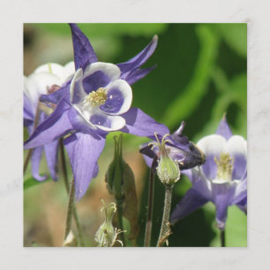 Columbine planta la invitación