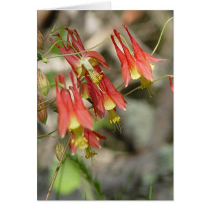 Columbine salvaje