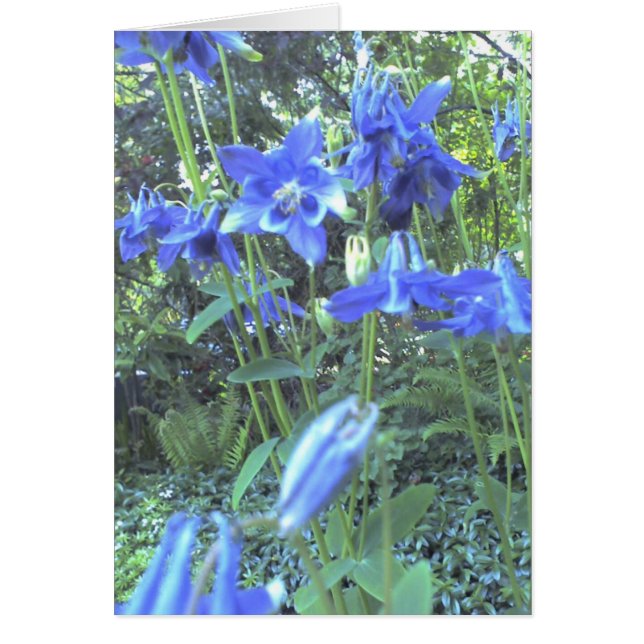 Columbines crecientes de la primavera (Frente)