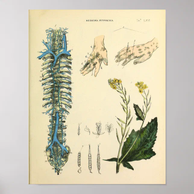 Poster vintage Anatomia del corpo umano Medicina | Poster vintage Medicina di anatomia del corpo umano - Italia