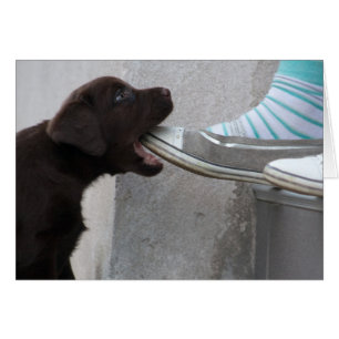 ¡Coma Mi Zapato! Labrador Puppy