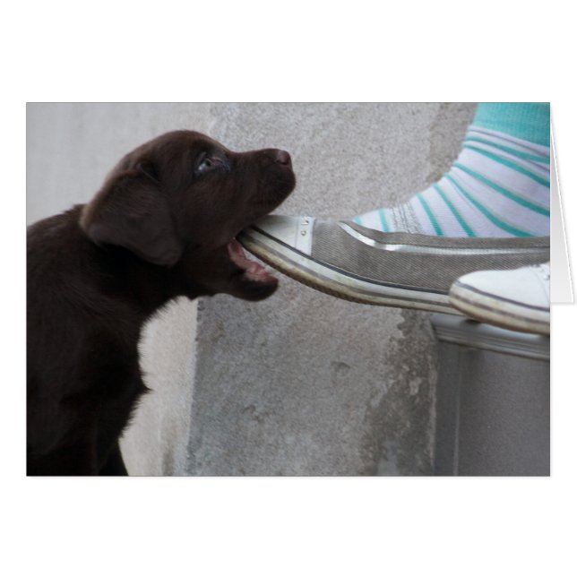 ¡Coma Mi Zapato! Labrador Puppy (Anverso (Horizontal))