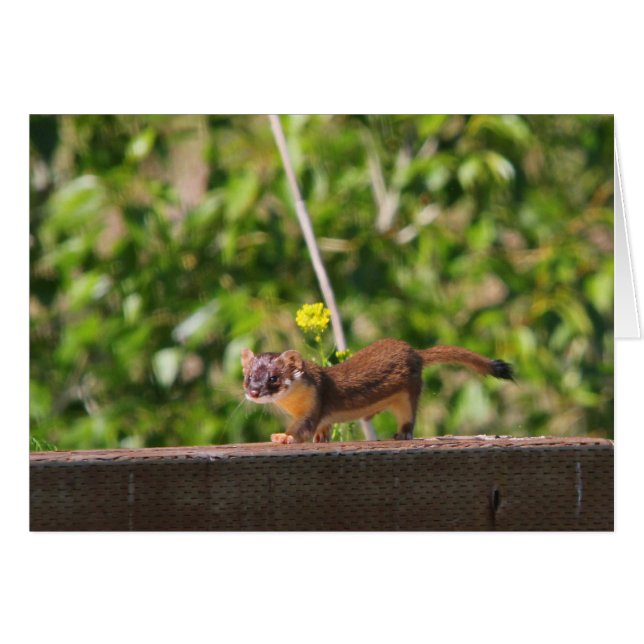 comadreja Largo-atada (Anverso (Horizontal))