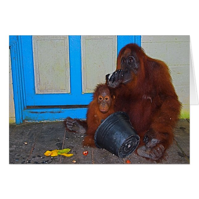 Comaltime con mami Orangutan (Anverso (Horizontal))