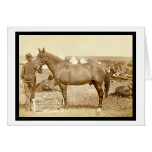 Comanche, caballo SD 1887 del ejército