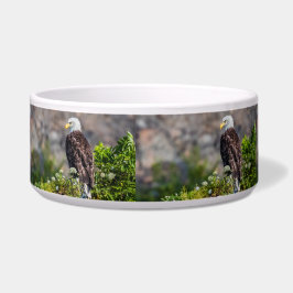 Comedero Águila calva sentada en la roca