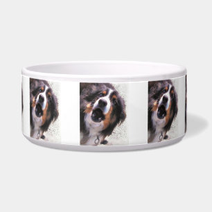 COMEDERO BORDER COLLIE