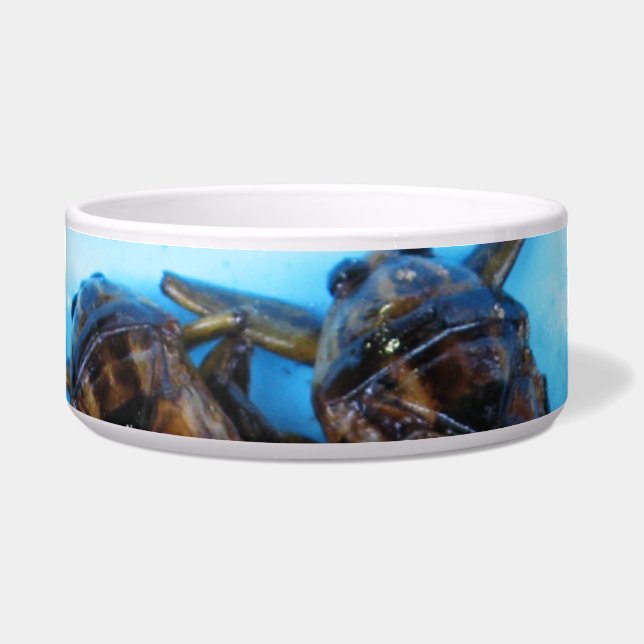 Comedero Bug de agua gigante frito (Maeng Daa) ... Comida a (Frente)