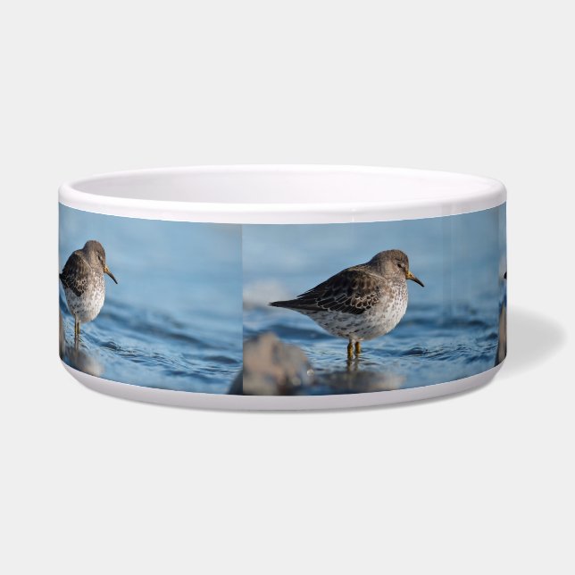 Comedero Buscando Sandpiper Rock (Izquierda)