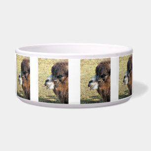 COMEDERO CAMELLOS