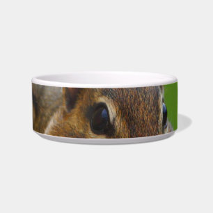 Comedero chipmunk