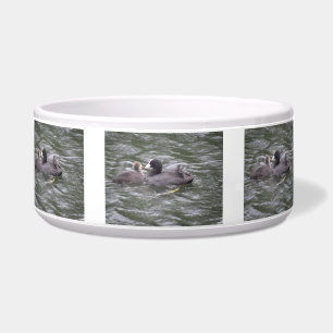 Comedero Coot Alimentando a Hungry Chick Pet Bowl