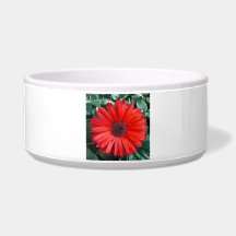 Flor de margarita naranja Brillante Flor Moderna