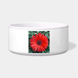 Comedero Flor de margarita naranja Brillante Flor Moderna
