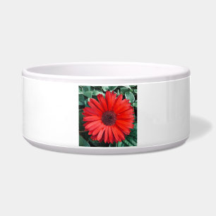 Comedero Flor de margarita naranja Brillante Flor Moderna