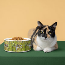 Foto común del Skimmer Dragonfly