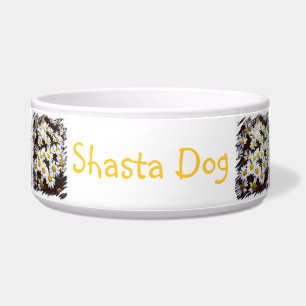 Comedero Fotografía de las margaritas de Shasta