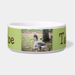 Comedero Geese