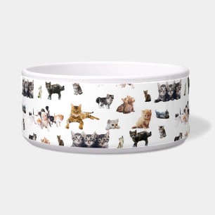 Comedero Hermoso patrón con fotografías de gatos y gatitos