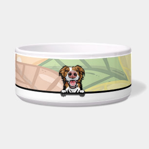 Comedero Lindo Border Collie asomándose, comida o bebida