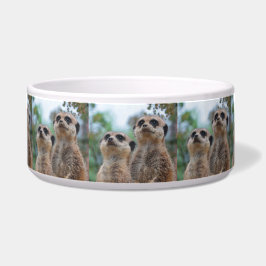 Comedero Meerkat_2015_0410