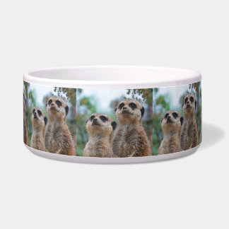 Comedero Meerkat_2015_0410