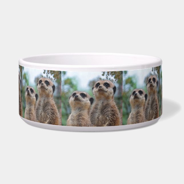 Comedero Meerkat_2015_0410 (Frente)