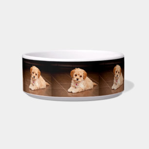 Comedero Mezcla del caniche del bebé o perro de perrito