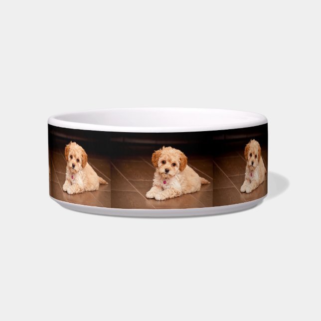 Comedero Mezcla del caniche del bebé o perro de perrito (Izquierda)