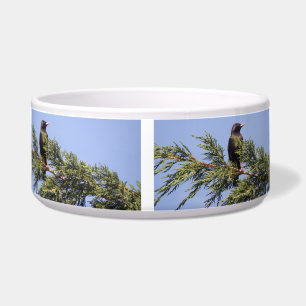 Comedero Mirando en un tazón de perro de árbol spruce