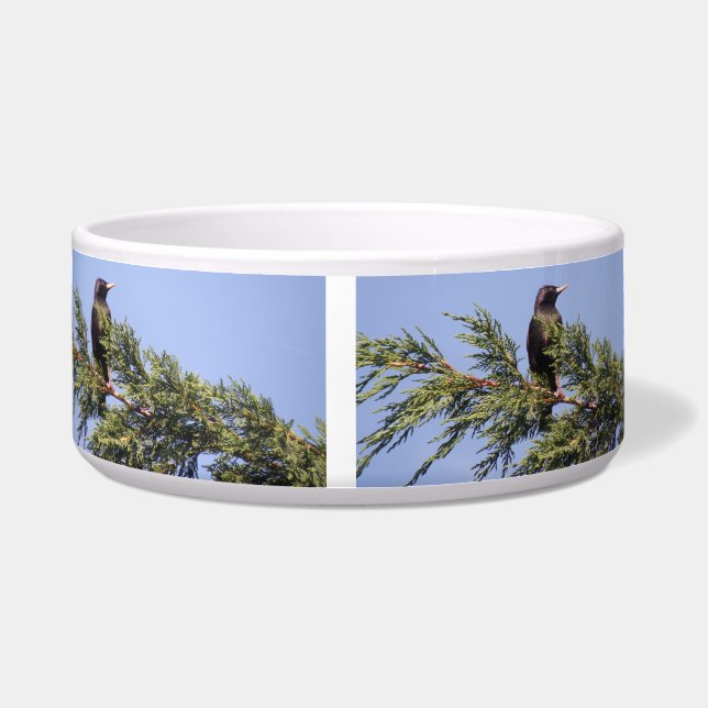 Comedero Mirando en un tazón de perro de árbol spruce (Frente)