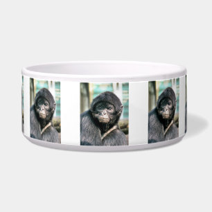 COMEDERO MONKEYS