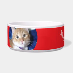 Comedero Navidad, Mejor Gato Jamás , Foto de Gato , 