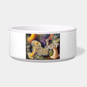 Comedero Océano marino Anemone Científico