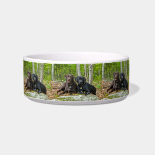 Comedero Perros cachorros Black Lab Chocolate Labrador Recu