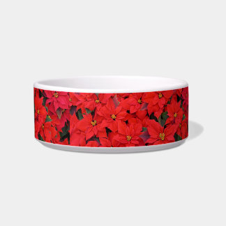 Comedero Poinsettias rojas Navidad la foto floral navideña