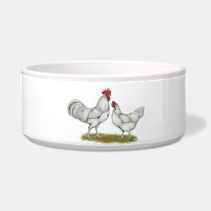 Comedero Pollos blancos de Australia