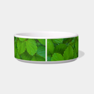 Comedero Sacro Basil Hojas de la Moneda Verde de Tulsi