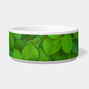 Comedero Sacro Basil Hojas de la Moneda Verde de Tulsi