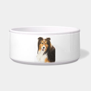 Comedero Sheltie o pintura del perro pastor de Shetland