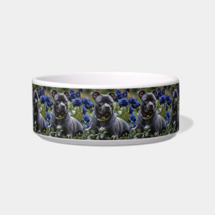 Comedero Staffordshire Bull Terrier en jardín de rosas azul