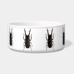 Comedero Stag Beetle