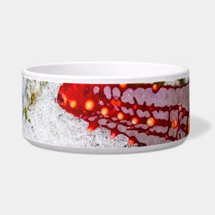 Comedero Starfish, Zanzíbar, Tanzania