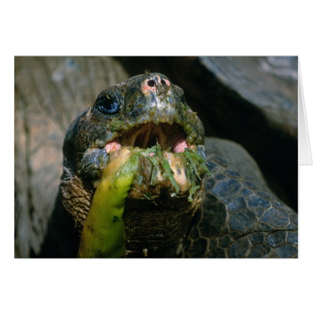 Comedor descuidado (Anverso (Horizontal))