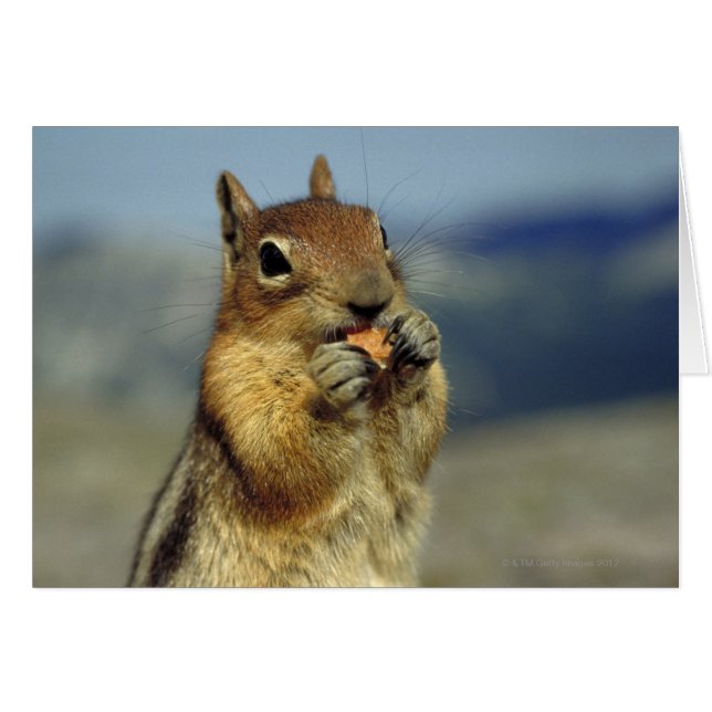 Comer ardillas (Anverso (Horizontal))
