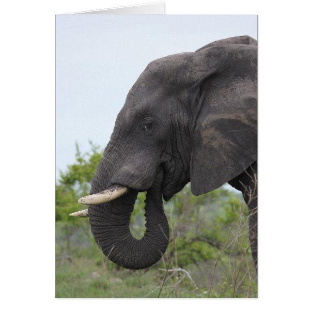 Comer elefante (Frente)