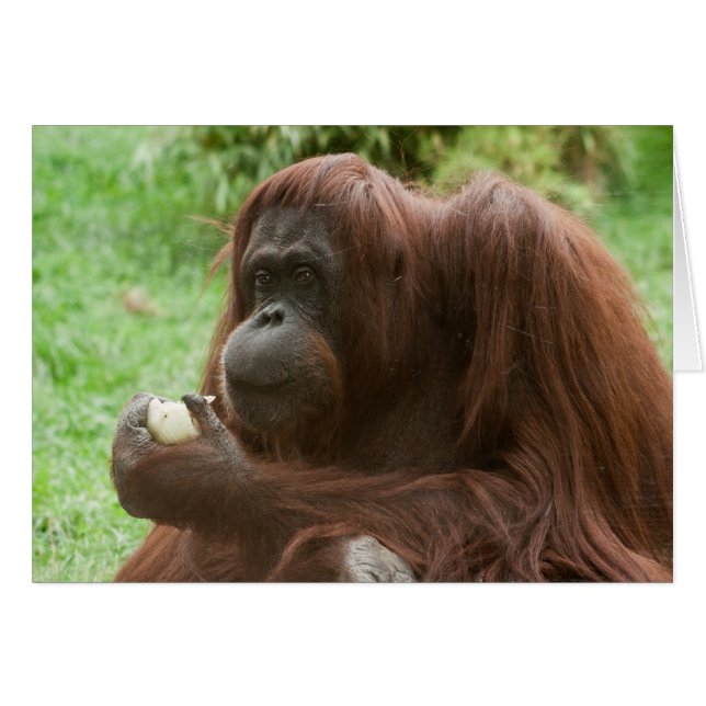 Comer Orangutan (Anverso (Horizontal))
